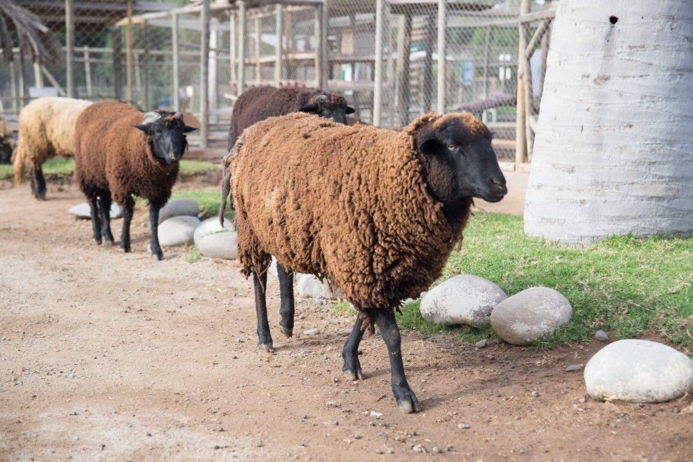 Algunas ovejas del mini zoológico paseando por el Parque Pedro de Valdivia.