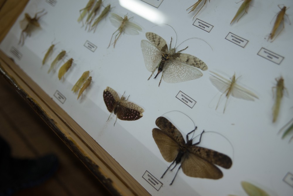Museo Entomológico 1