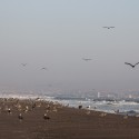 Aves migratorias en el Humedal