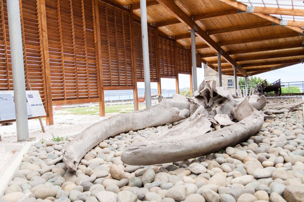 Museo Regional de Ancud Esqueleto ballena