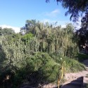 Vista de la Calle Santa Catalina, se observan una vegetación túpida,  acompañadas de arboles de gran porte. 2016.